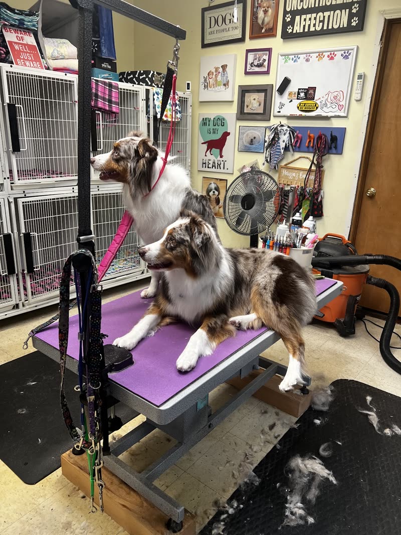 Two Australian Shepherds on the grooming table in the salon, crop the burned-in words out of frame