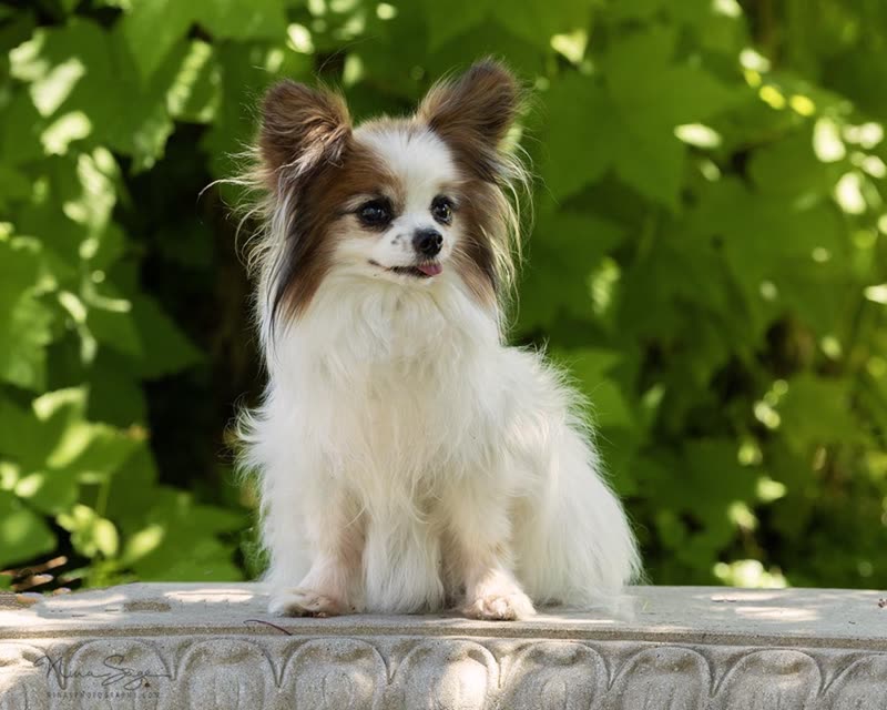 Papillon with a clean fluffed coat sitting on a stone ledge in dappled sunlight