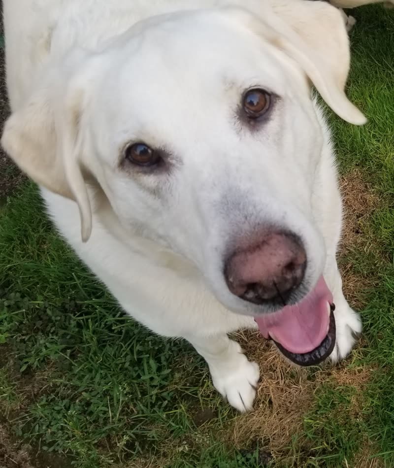 White Labrador on grass looking up at the camera