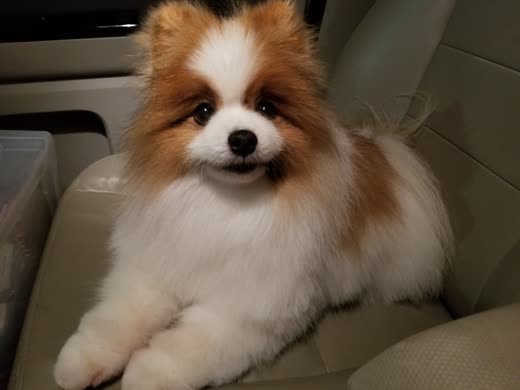 Freshly groomed red-and-white Pomeranian with a fluffy blow-dried coat