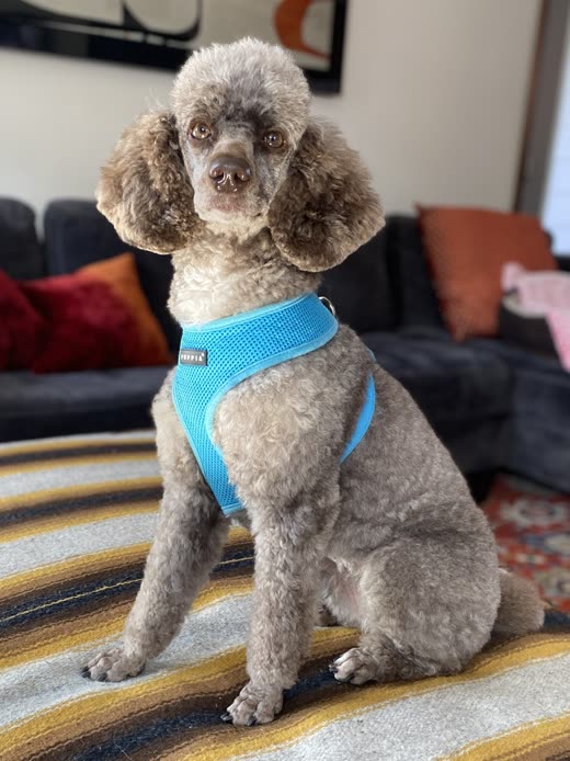 Silver poodle after a breed-standard clip, with topknot and shaped ears