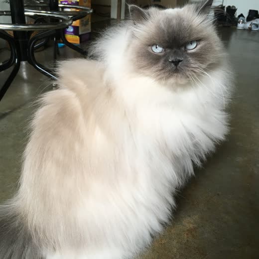 Long-haired Himalayan cat with a full fluffed coat
