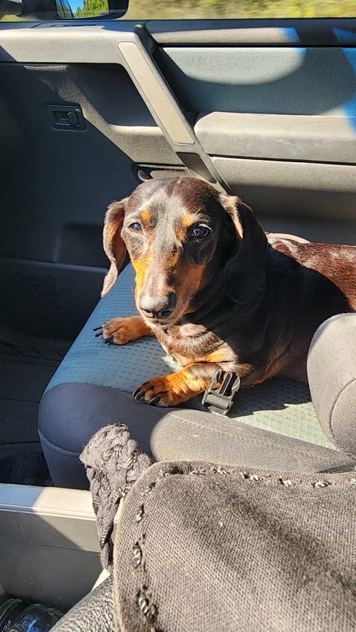 Dapple dachshund sitting on its owner's lap after a groom