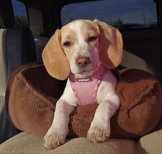 Beagle puppy in a pink harness resting in a plush bed